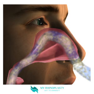Anatomia del naso 2 